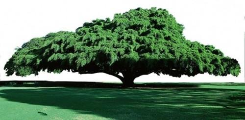 二年级语文树木的特点是什么？