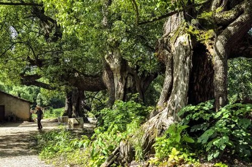 万壑树参天下一句