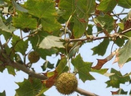 美国梧桐的简介