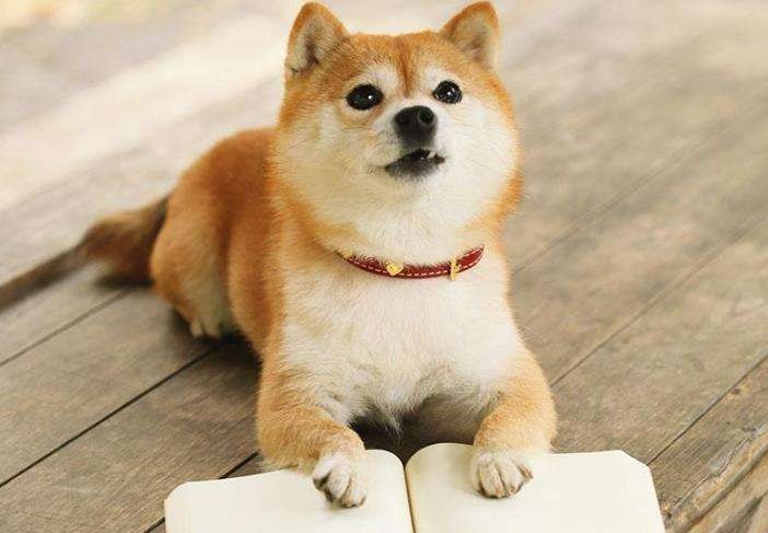 做什么事都不着急，凡事胸有成竹的生肖，都是哪些生肖？