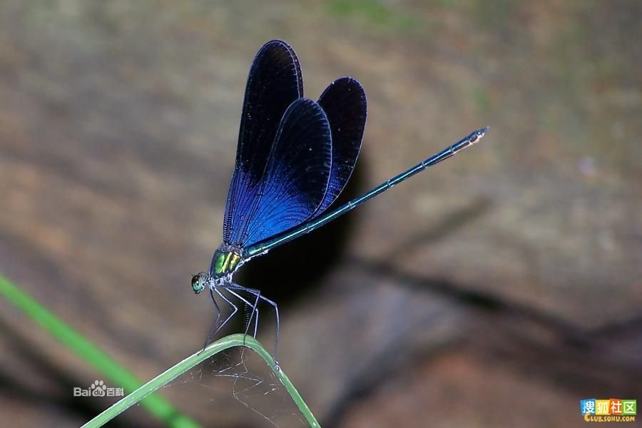 鬼蜻蜓是什么？好像是我们这边的俗称。 还有“玉树”