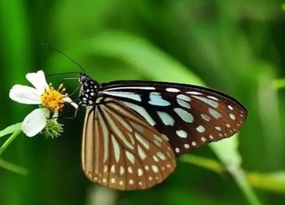 蝴蝶什么季节出来活动？