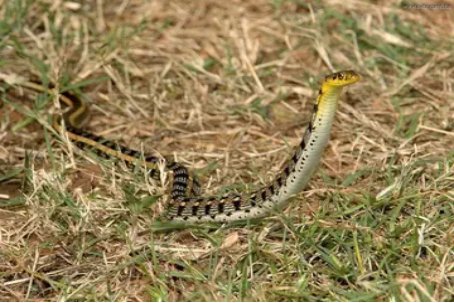 十大最罕见的蛇