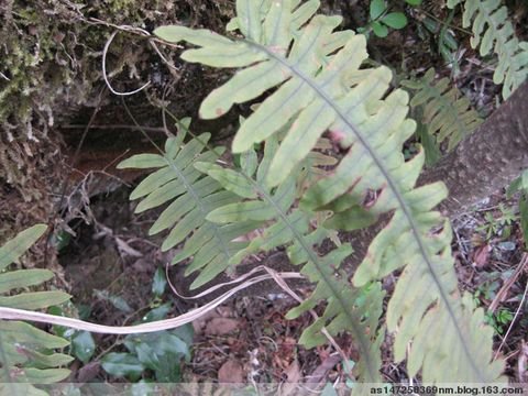 水龙骨的形态特征
