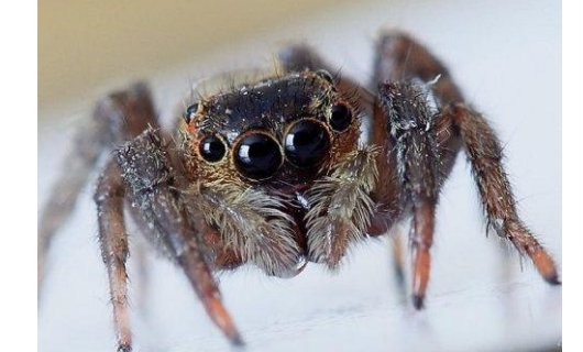 生物链,苍蝇的克星是什么