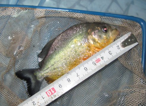 食人鱼是否分布于中国？