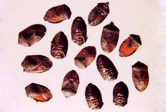 怪哉是什么意思？