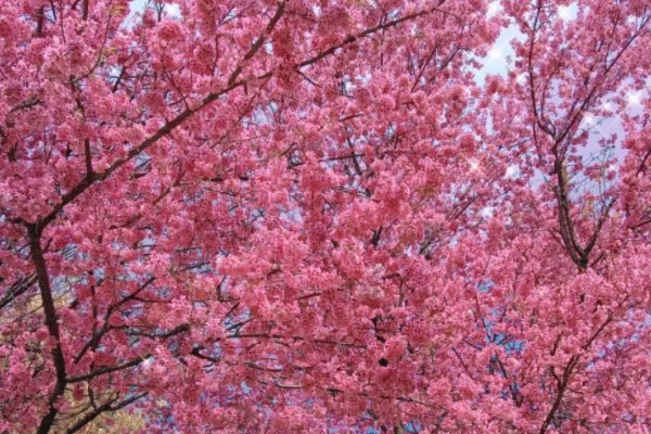 冰心写植物的现代诗简短
