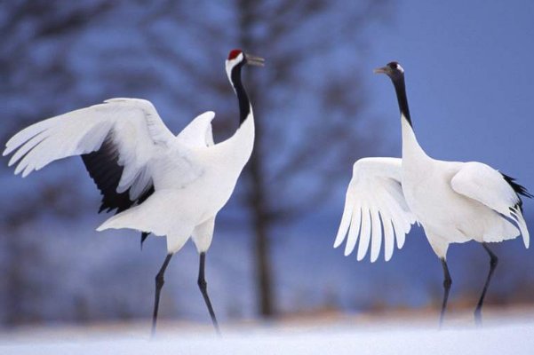 丹顶鹤又叫仙鹤，它每年都到黄海之滨过冬是对还是错