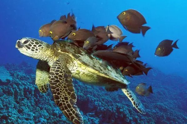 千奇百怪造句子