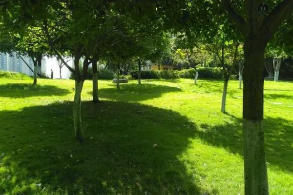 什么树荫填合适的词