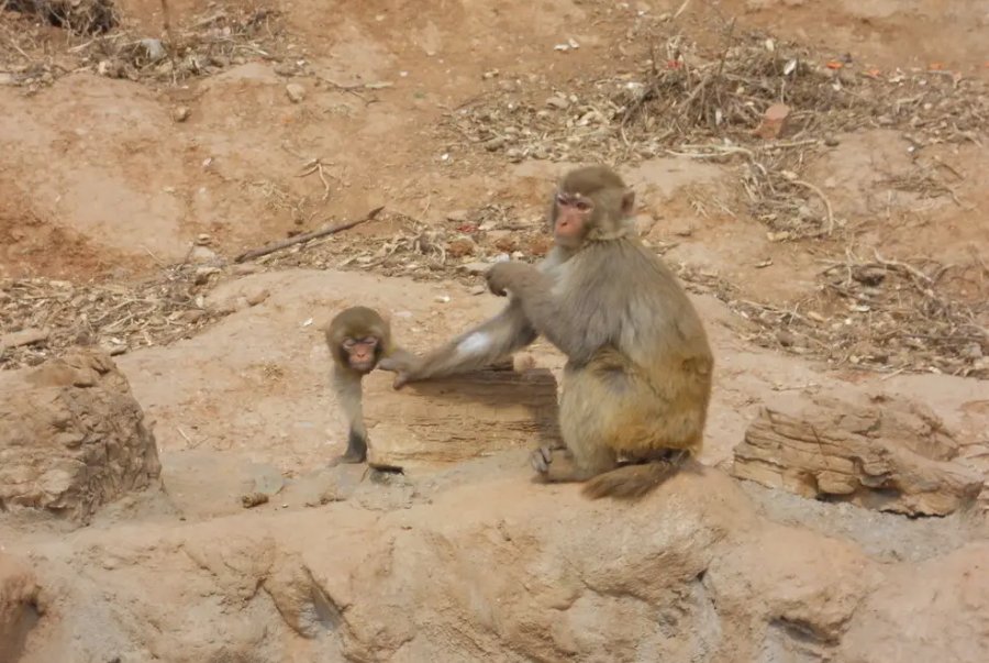 最厉害的猴子品种