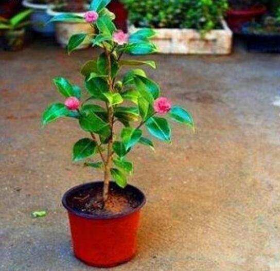 茶花为什么不能养在家里?