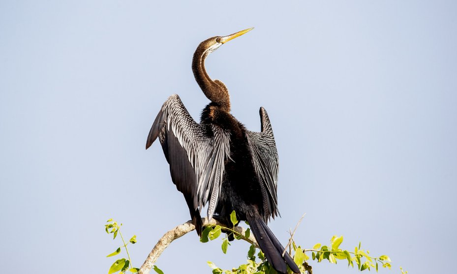 昂首大叫的意思是什么