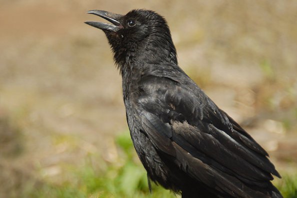 乌鸦为什么是黑的