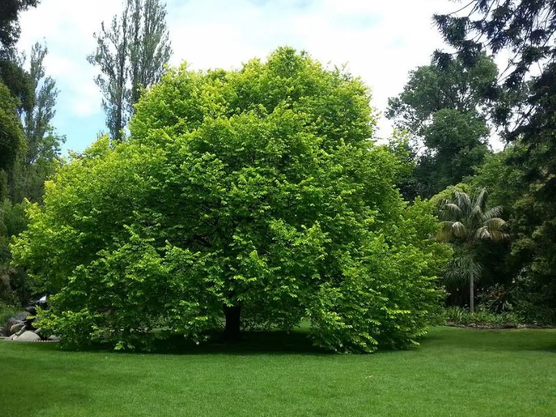 艾青诗选最经典的10首诗