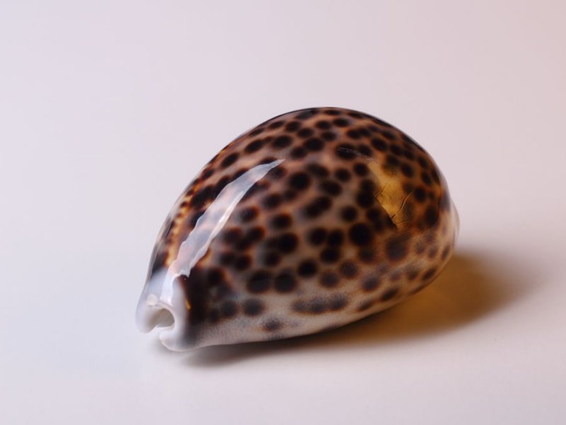 艾青诗选最经典的10首诗