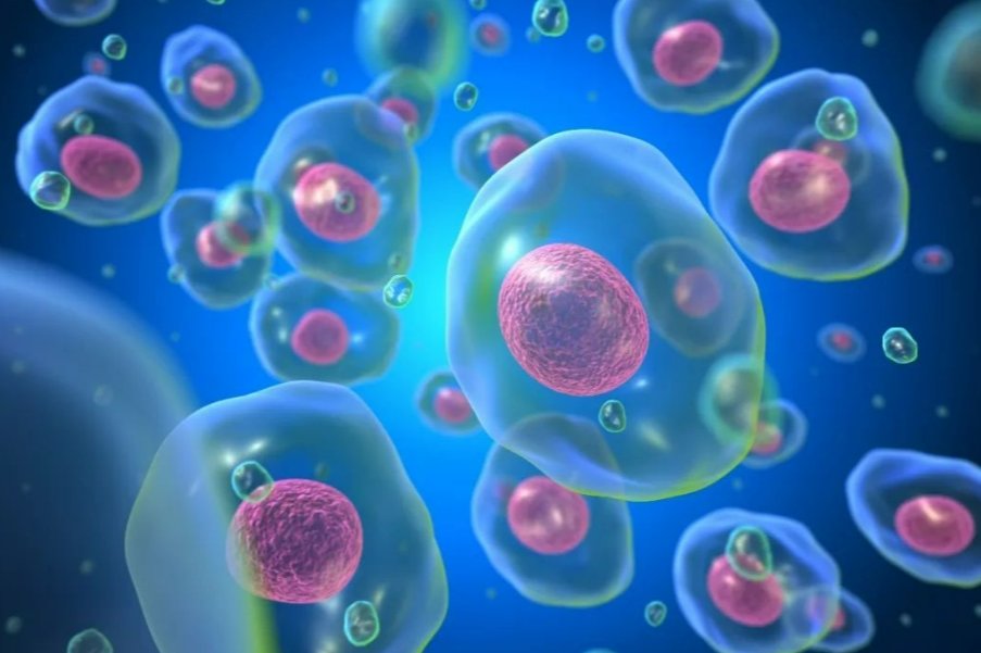 细胞中的无机物包括什么