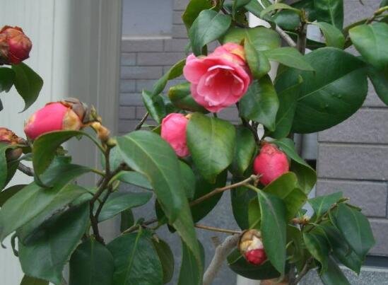 茶花为什么不能养在家里?