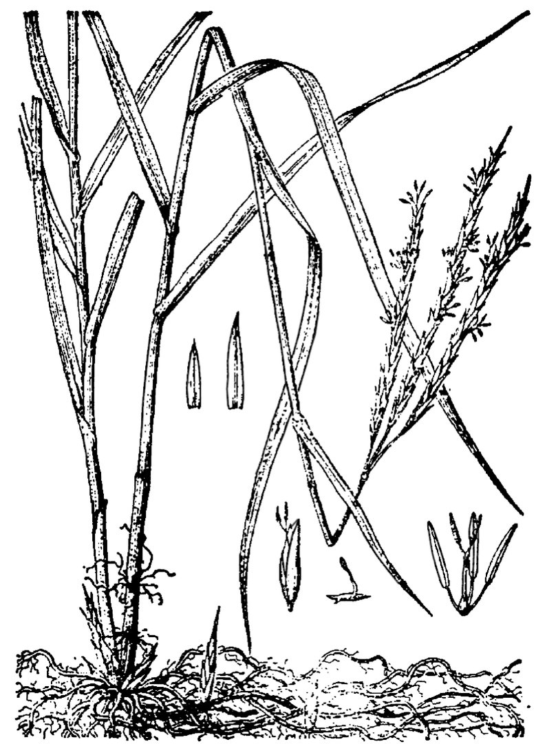 大米草的植物学特征是怎样的？