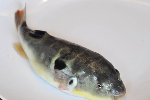 河豚为什么不能食用