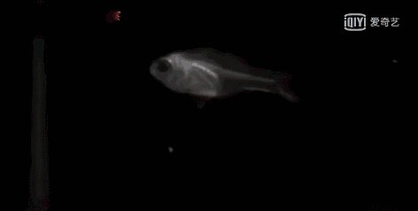 喷火鱼是怎么喷火的？