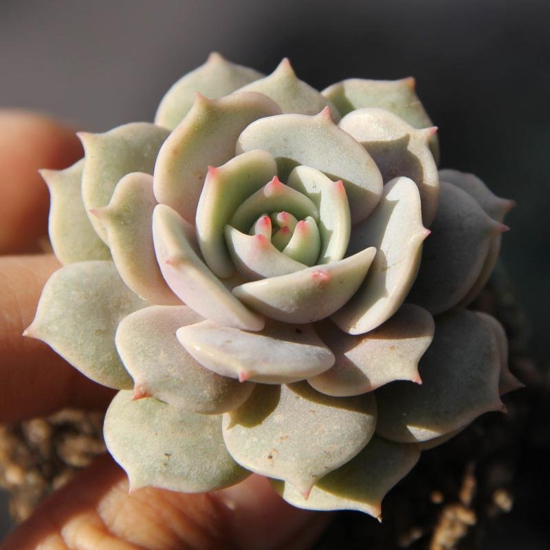 紫金莲的植物形态