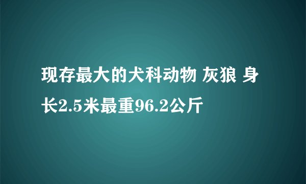 现存最大的犬科动物 灰狼 身长2.5米最重96.2公斤
