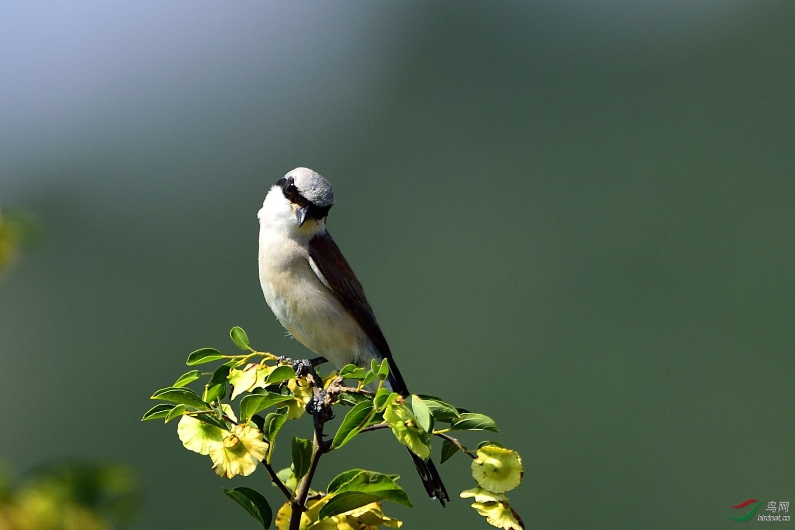灰背伯劳的外形特征