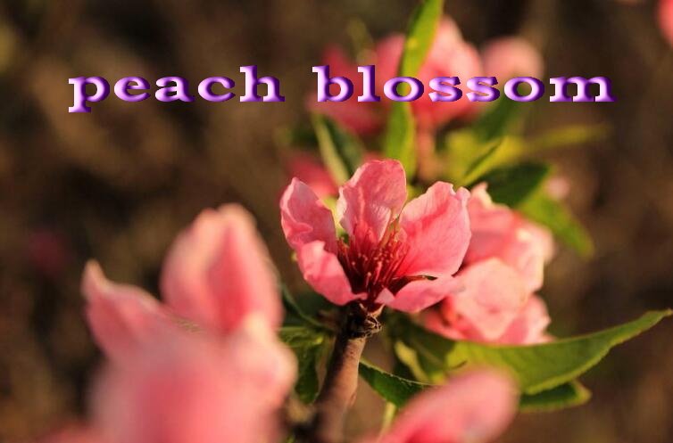 blossom是什么意思