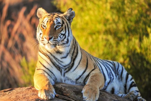 精兵猛将打一个动物