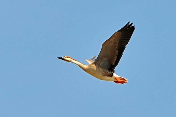 惊弓之鸟是哪个动物