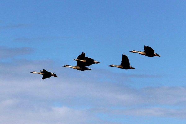 惊弓之鸟是哪个动物