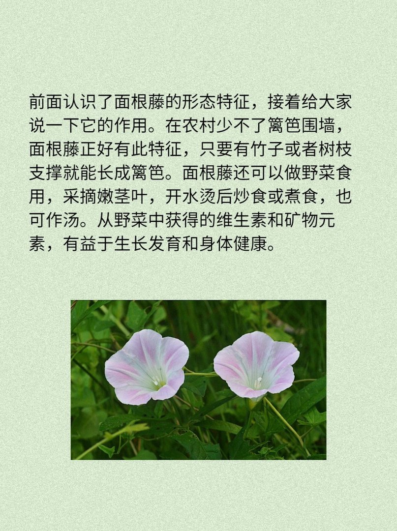 面根藤:是野菜也是药材