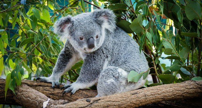 桉树叶是哪种动物的美食?