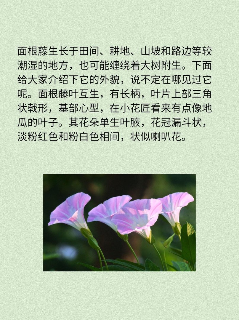 面根藤:是野菜也是药材