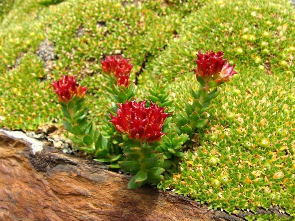 四裂红景天的生长分布