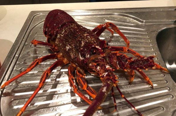 澳洲龙虾三吃的做法