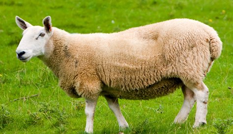 三二回头猜一生肖