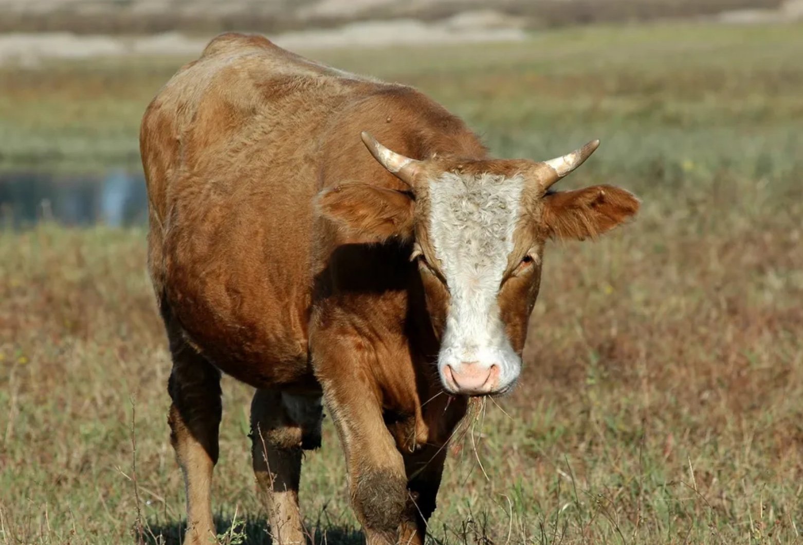 明察秋毫是什么生肖