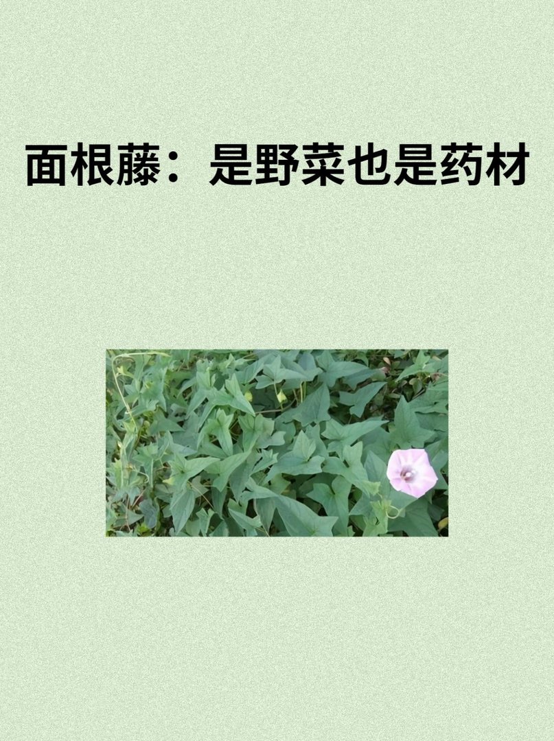 面根藤：是野菜也是药材