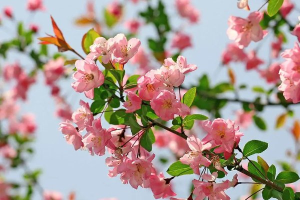 知否知否应是绿肥红瘦红瘦指的是什么花