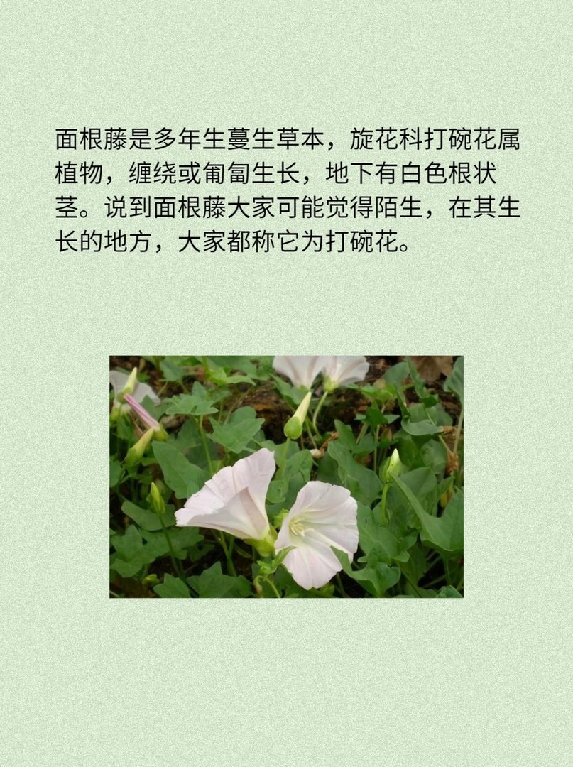 面根藤:是野菜也是药材