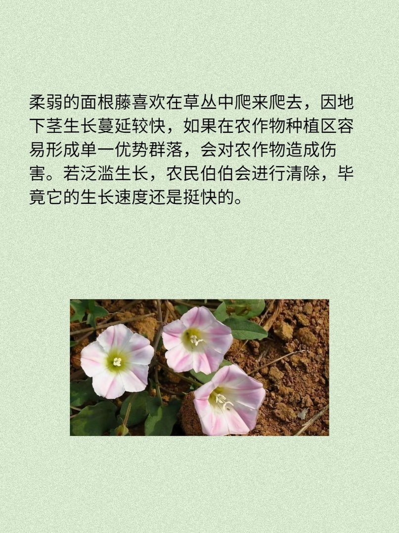 面根藤:是野菜也是药材