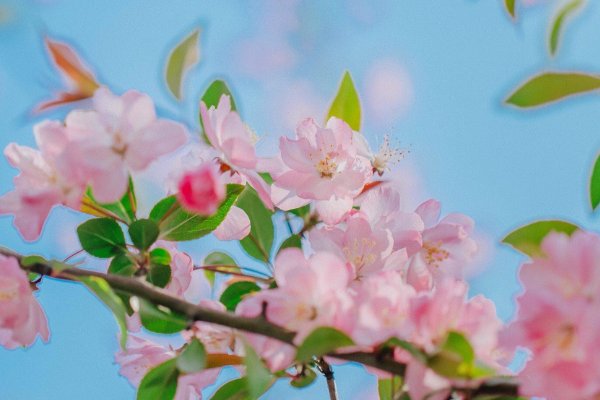 知否知否应是绿肥红瘦红瘦指的是什么花