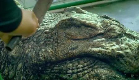 百万巨鳄有第二部吗