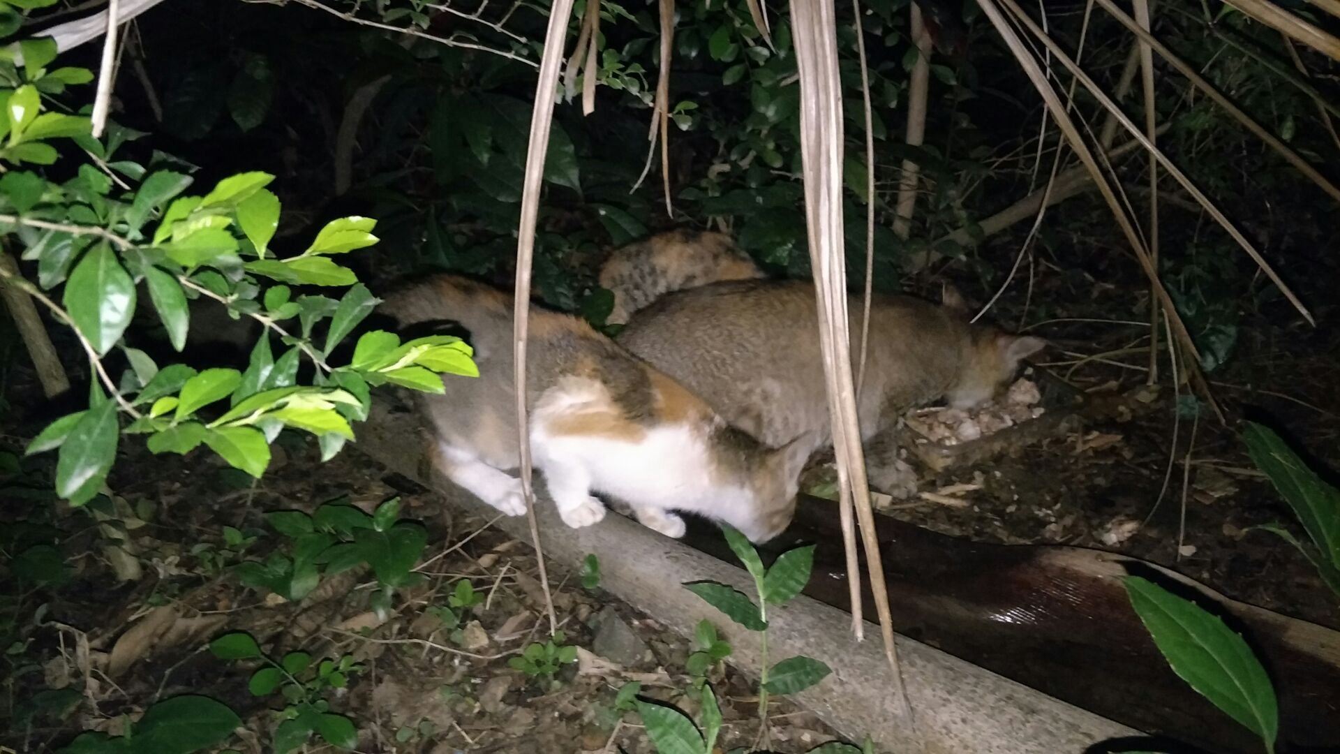 就是一只小猫咪一直在那里叫我给他喂了点香肠，他也不吃，然后他看到我就一直在那叫，不知道怎么回事？