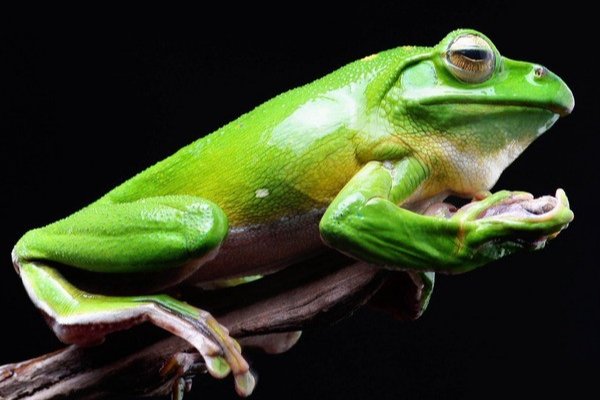 青蛙会被水淹死吗