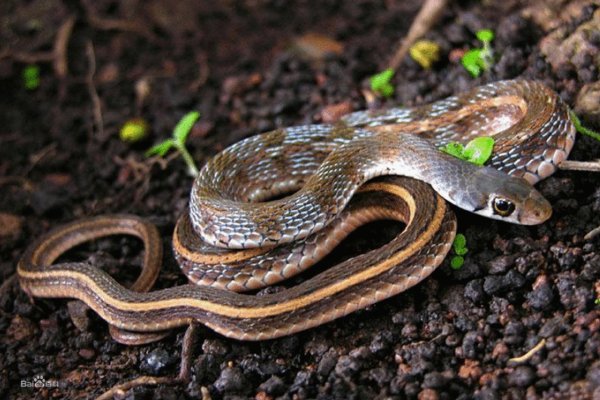 静观其变的生肖