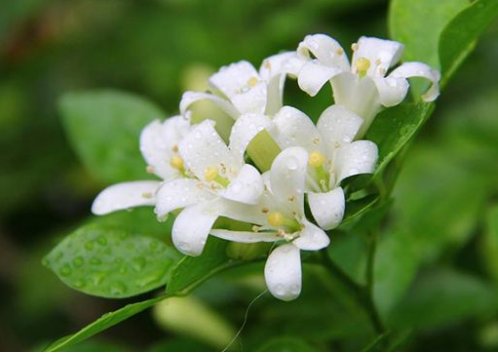 一天中按时间开的有什么花?